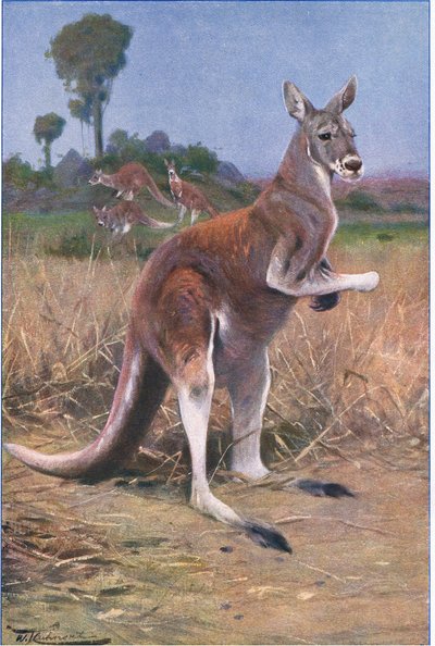 Red Kangaroo, ilustrace z Wildlife of the World, c.1910 od Wilhelm Kuhnert