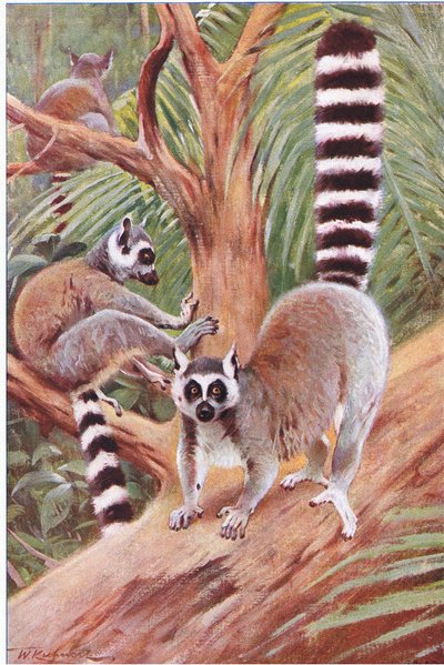 Ring tailed Lemur, ilustrace z Wildlife of the World, c.1910 od Wilhelm Kuhnert