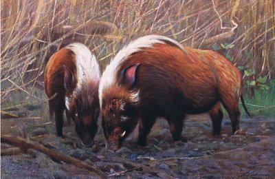River Hog, ilustrace z Wildlife of the World, kolem roku 1910 od Wilhelm Kuhnert
