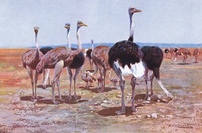 Somálský pštros, ilustrace z Wildlife of the World, c.1910 od Wilhelm Kuhnert