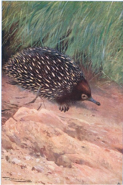 Ant-Eater, ilustrace z Wildlife of the World, c.1910 od Wilhelm Kuhnert