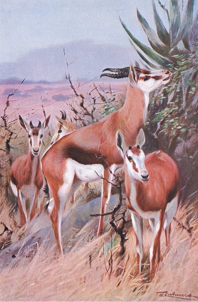 Springbok, ilustrace z Wildlife of the World, c.1910 od Wilhelm Kuhnert