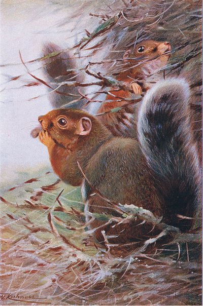 St Paul Squirrel, ilustrace z Wildlife of the World, c.1910 od Wilhelm Kuhnert