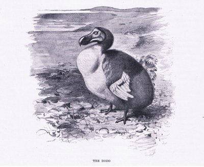 The Dodo, ilustrace z Wildlife of the World, c.1910 od Wilhelm Kuhnert