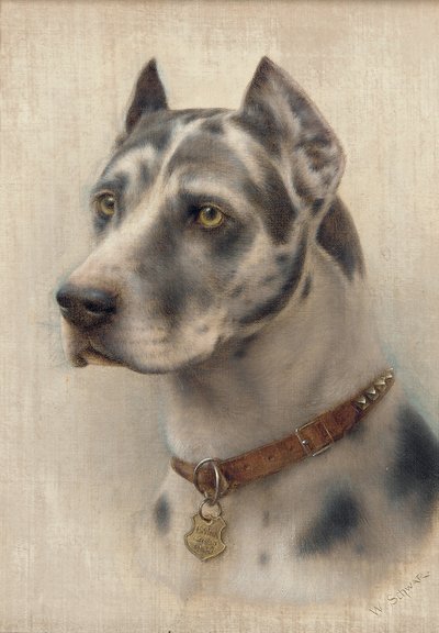 Hlava dobrmana (olej na plátně) od Wilhelm Schwar