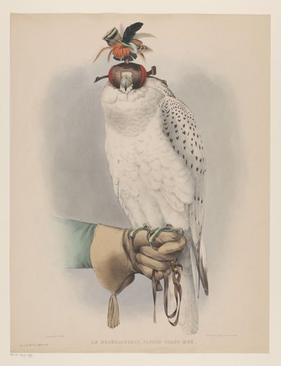 Bílý grónský sokol Le groënlandais, faucon blanc mué (titul na předmětu) od Willem Bastiaan van Wouw (possibly)