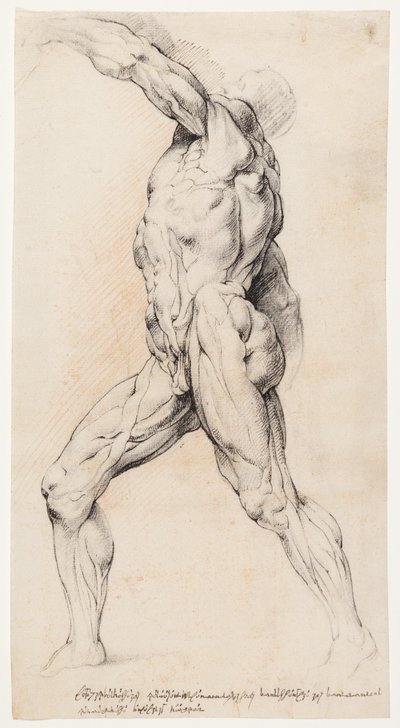 Anatomická studie (výřez) od Willem Panneels