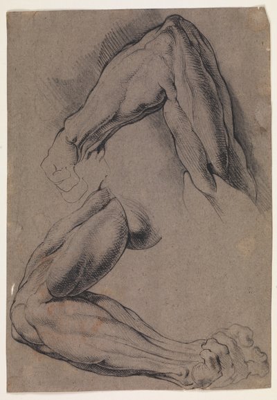 Anatomická studie (écorché). Dvě studie mužské stažené levé paže od Willem Panneels