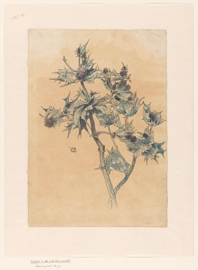 Bodláky od Ludwig Willem Reymert Wenckebach