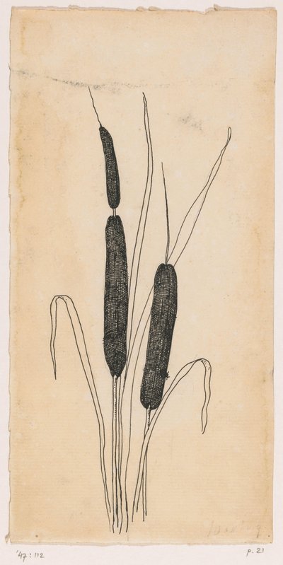 orobince od Willem Wenckebach