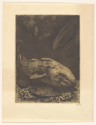 Ryby a vodní rostliny od Willem Witsen (signed by artist)