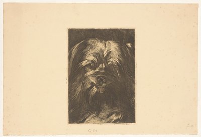 Pes Phoebus od Willem Arnoldus Witsen