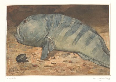 Boční pohled na rybu od Willem Arnoldus Witsen