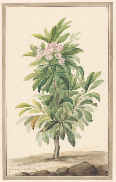 Smalbladige lepelboom v krajině (Kalmia Angustifolia) od Willem van Leen (attributed to)