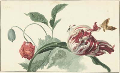 Tulipán a mák od Willem van Leen (attributed to)