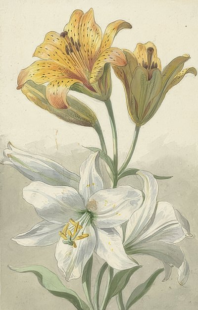 Žluté a bílé lilie. Kolem roku 1780 od Willem van Leen