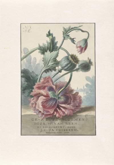 vlčí mák Titulní tisk pro: W. van Leen a J.C. & ANO. Coebergh, Leptané květiny, 1804 od Willem van Leen