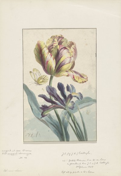 Tulipán a kosatec od Willem van Leen