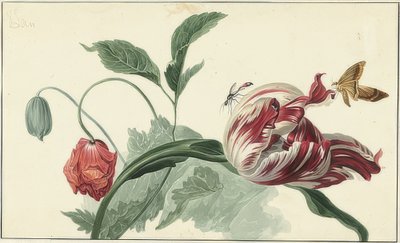 Tulipán a mák od Willem van Leen
