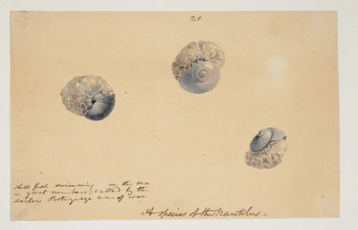 WD 961 f.20 od William Alexander