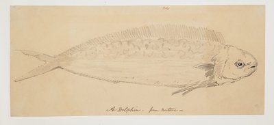 WD 961 f.24 od William Alexander
