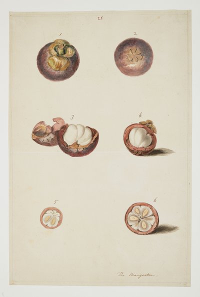 WD 961 f.25 od William Alexander