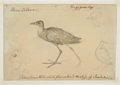WD 961 f.5 od William Alexander