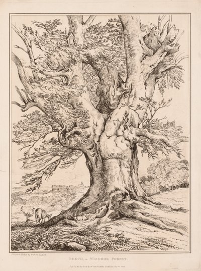 Buk ve Windsorském lese, 1805. od William Alfred Delamotte