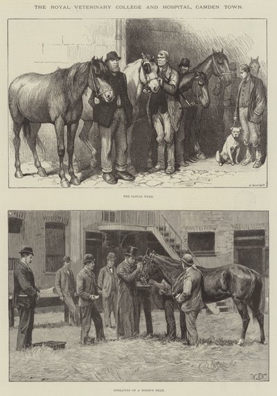 Royal Veterinary College and Hospital, Camden Town od William Barnes Wollen