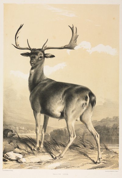 Daněk od William Barraud