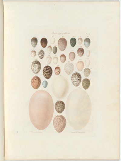 Ptačí vejce Victoria. Nepublikované folio Australia Terra Cognita od Williama Blandowského. 1855-56 od William Blandowski