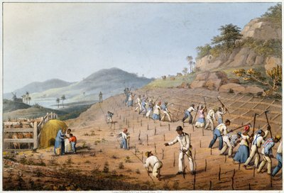 Rozdělení země, z knihy "Deset pohledů na ostrov Antigua od William Clark