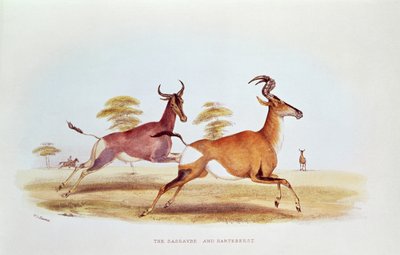 The Sassaybe and the Hartebeest, ilustrace z 