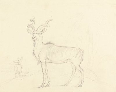 Koodoo od William Daniell