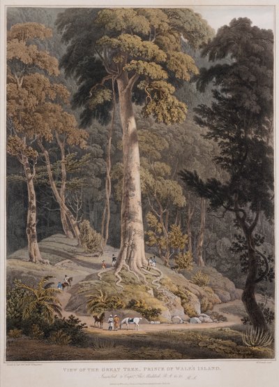 Pohled na Velký strom, Ostrov prince z Walesu od William Daniell