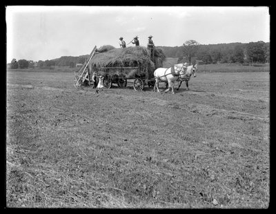 Zemědělští dělníci nakládající seno na vůz se senem tažený koňmi, McCready Farm, Crawford County, Pennsylvania, kolem roku 1913 od William Davis Hassler