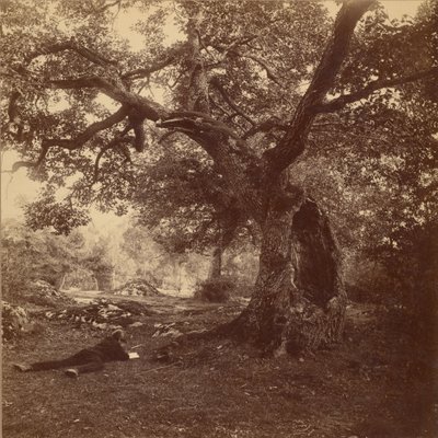 Les Fontainebleau od William Drooke Harrison