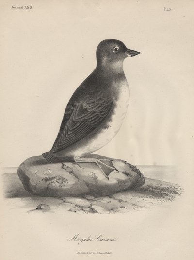 Megalus Cassinii, litho od J.T. Bowen, 1850 od William E. Hitchcock
