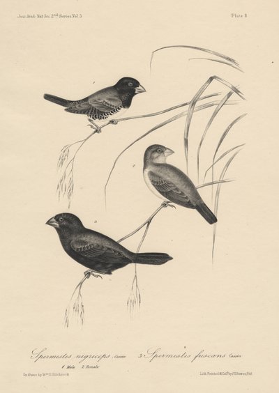 Spermestes Nigriceps (samci a samice) a Spermestes Fuscans, litho od J.T. Bowen, 1850 od William E. Hitchcock
