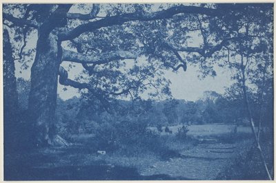 Velký dub na Edge of Meadow od William H. Cades
