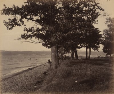 Jezero Cayuga, Sheldrake od William H. Rau