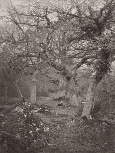 Les Fontainebleau, 70. léta 19. století. od William Harrison