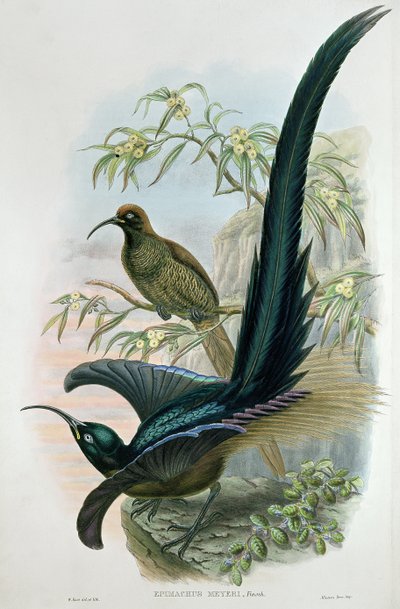 Epimachus Meyeri od William Hart