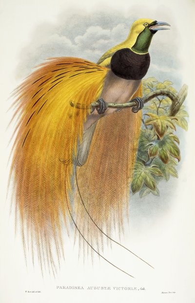 Ráj Augusta Victoria, 1891-1898 od William Hart