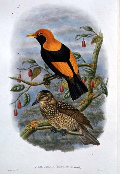 Sericulus Melinus (barevné lito) od William Hart