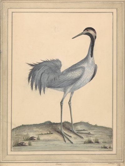 Jeřáb od William Hayes