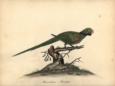 Papoušek alexandrinský, Psittacula eupatria. (Psittacus alexandri) Ručně kolorovaná mědirytina ilustrace Williama Hayese z Portrétů vzácných a zvědavých ptáků ze zvěřince v parku Osterly. od William Hayes