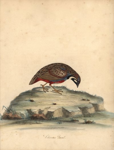 Křepelka modroprsá, Coturnix chinensis. (Křepelka čínská, Tetrao chinensis) Ručně kolorovaná mědirytina ilustrace od Williama Hayese z Portréty vzácných a zvědavých ptáků ze zvěřince Osterly Park, Londýn: Bulmer od William Hayes