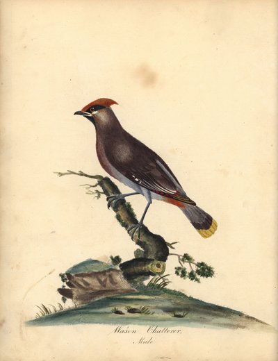 Voskovka česká, Bombycilla garrulus. (Waxen chatterer, Ampelis garrulus) Ručně kolorovaná mědirytina ilustrace od A (Ann) Hayesové z filmu Williama Hayese Portréty vzácných a zvědavých ptáků ze zvěřince Osterly Park, Londýn: Bulmer od William Hayes