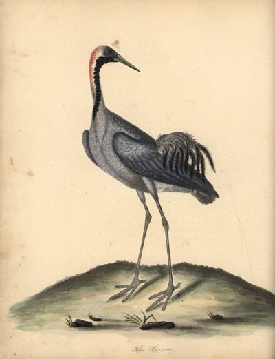 Jeřáb obecný, Grus grus. (Ardea grus) Ručně kolorovaná mědirytina ilustrace Williama Hayese z Portrétů vzácných a zvědavých ptáků ze zvěřince v parku Osterly. od William Hayes